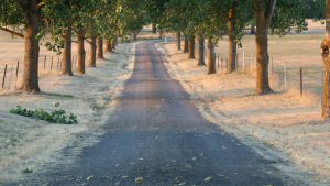 A gray asphalt road running between trees