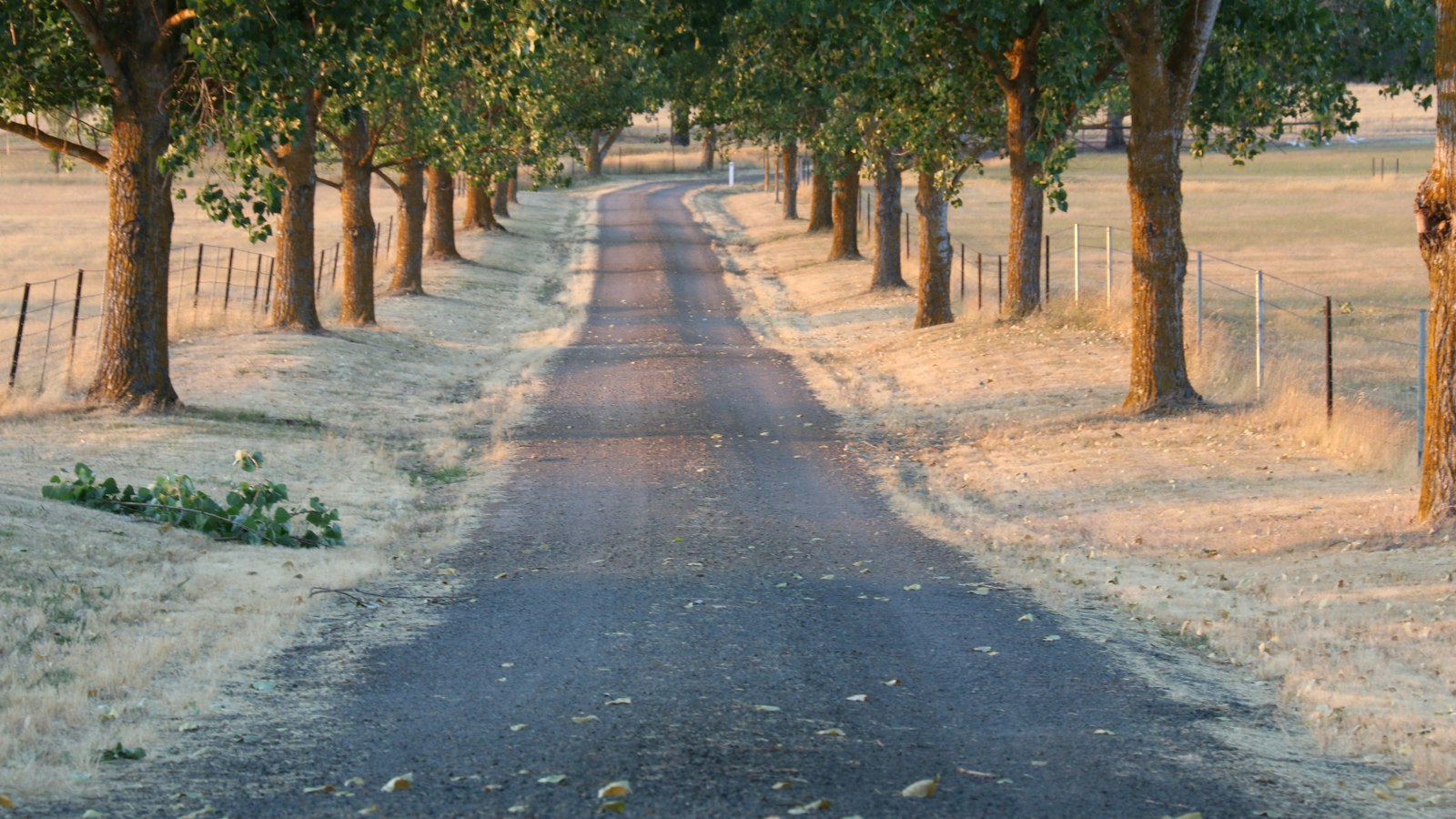 A gray asphalt road running between trees
