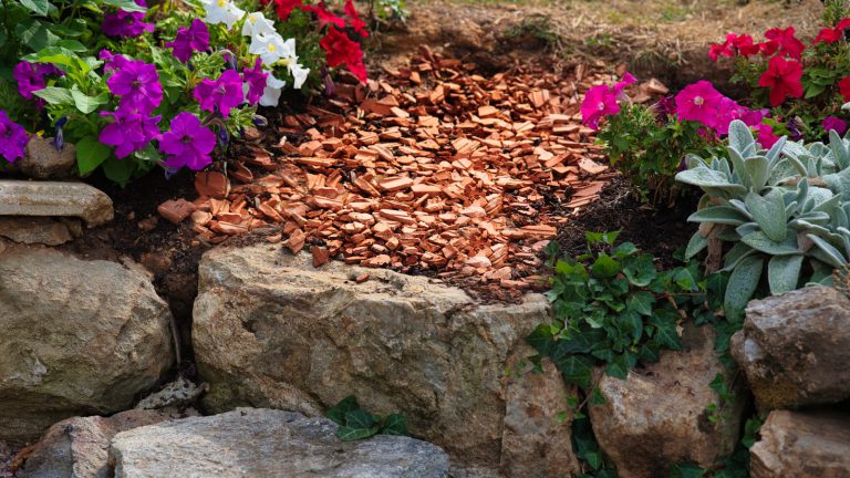 A garden bed with colorful petunias and crushed terracotta mulch between large rocks