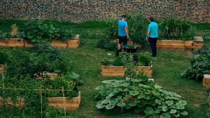Two people in blue shirts tending to a community garden with wooden raised beds
