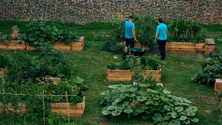 Two people in blue shirts tending to a community garden with wooden raised beds